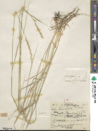 Elymus smithii image