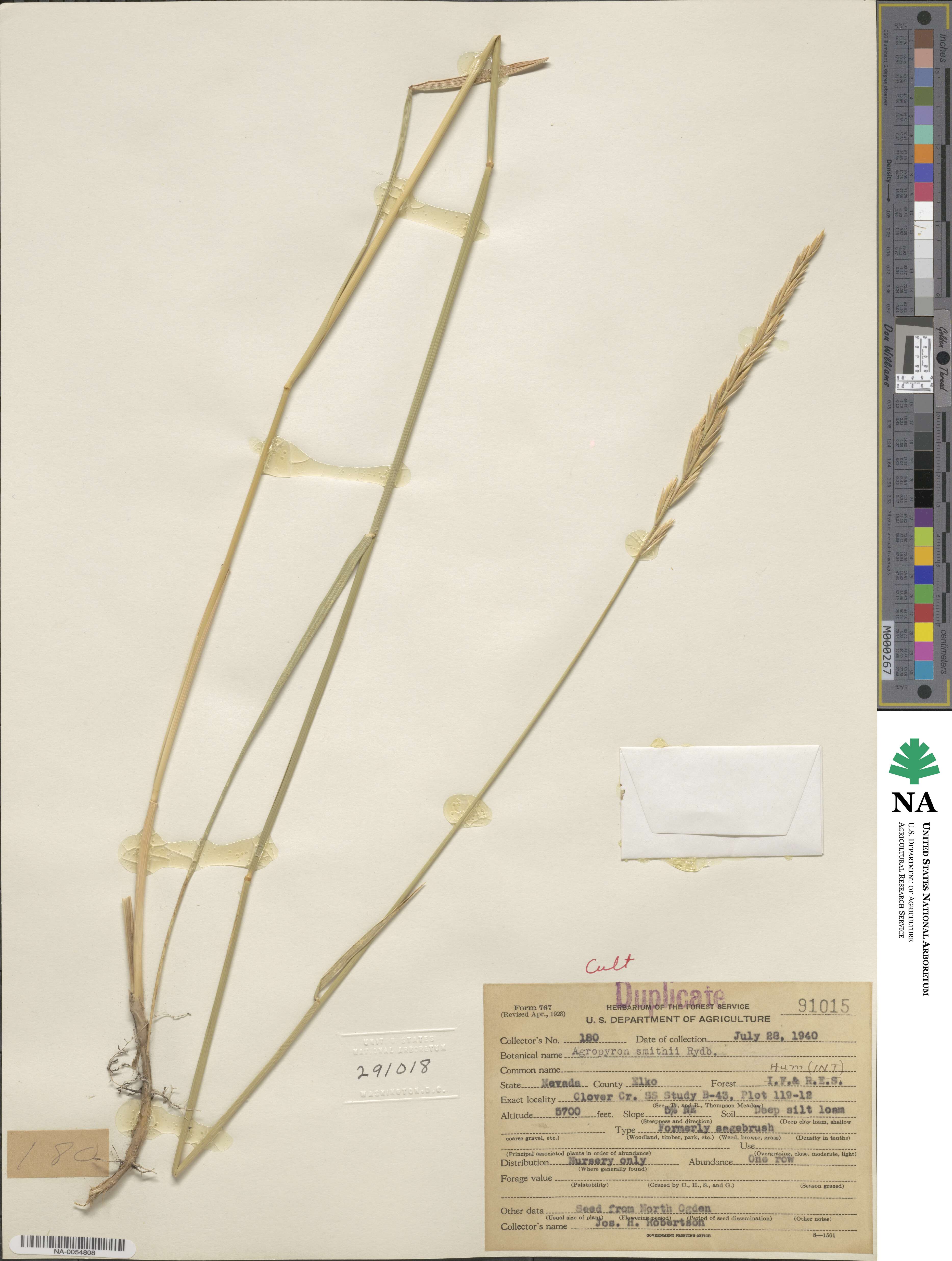 Elymus smithii image