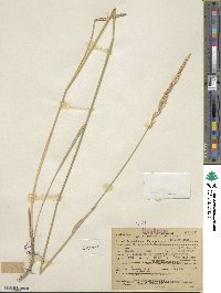 Elymus smithii image