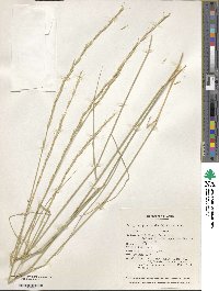 Pseudoroegneria spicata image