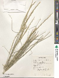 Pseudoroegneria spicata image