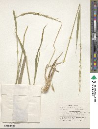 Elymus semicostatus image