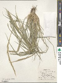 Elymus semicostatus image