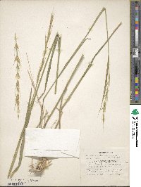 Elymus semicostatus image