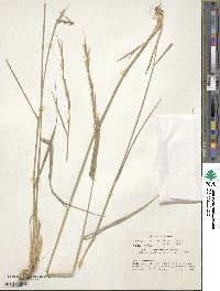 Elymus semicostatus image