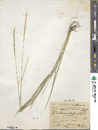 Elymus violaceus image