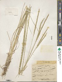 Elymus violaceus image