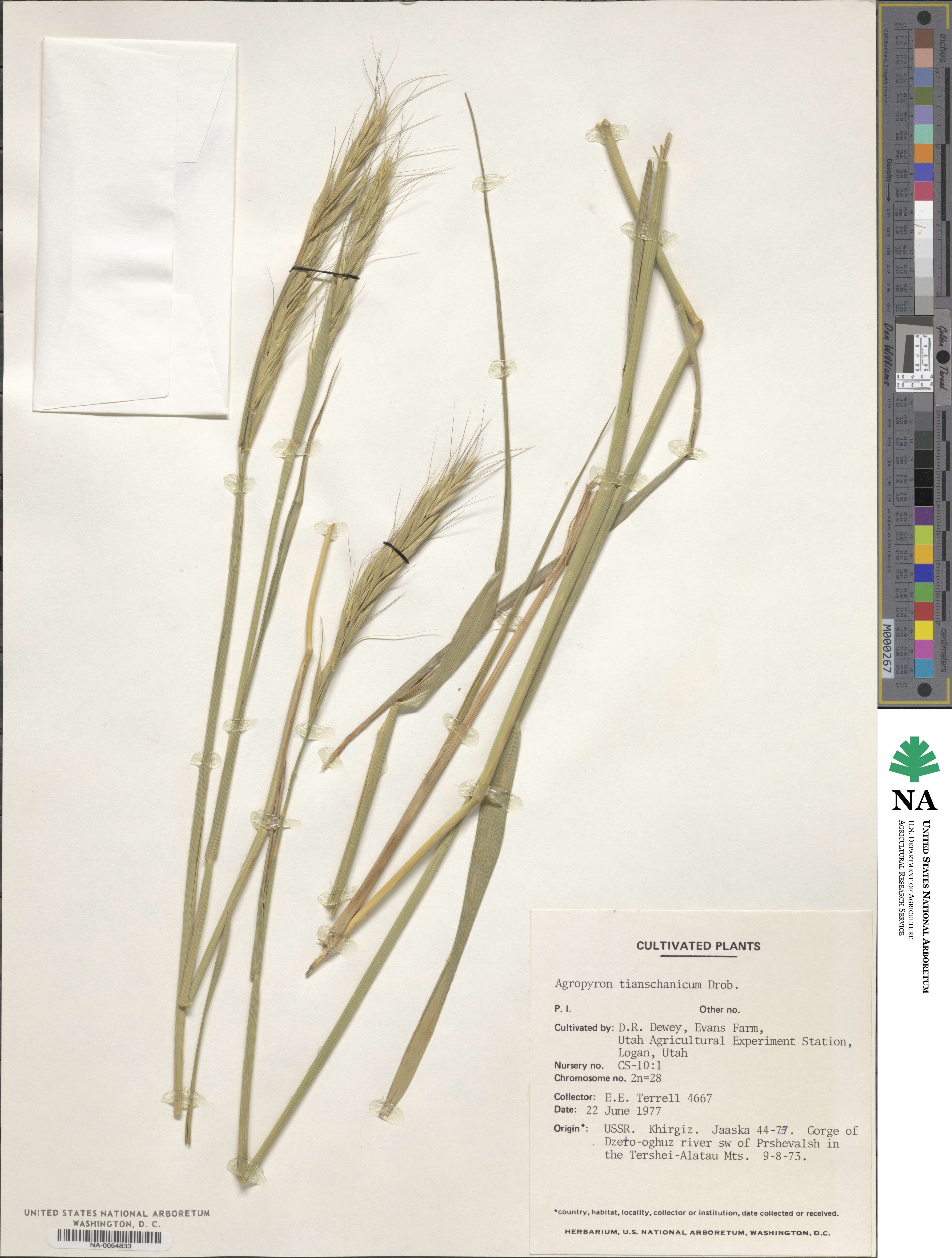 Elymus uralensis image