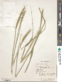 Elymus uralensis image