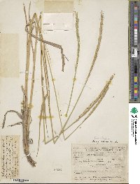 Elymus uralensis image