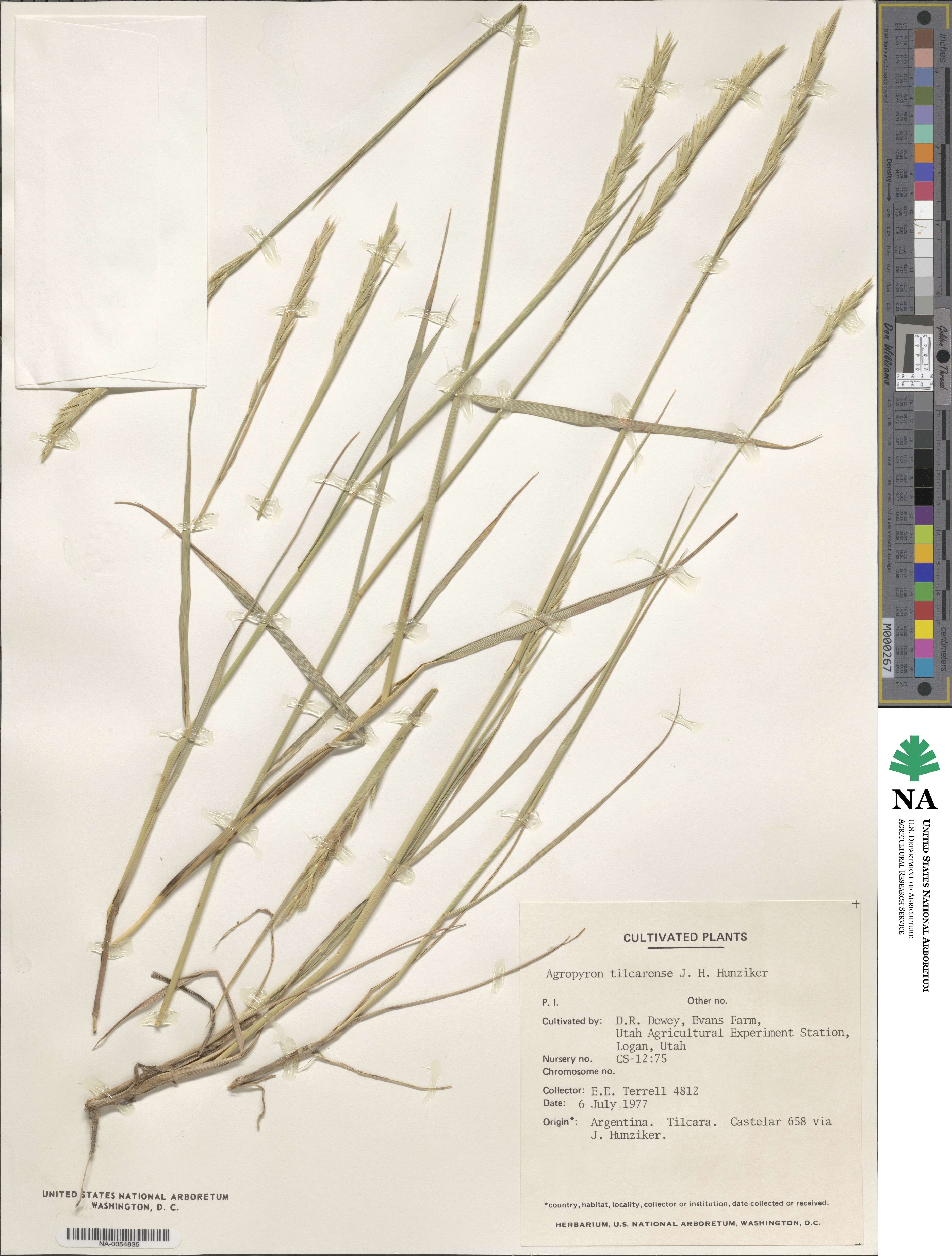 Elymus tilcarensis image