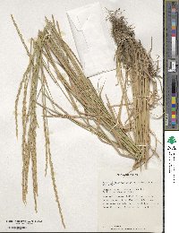 Elymus tilcarensis image