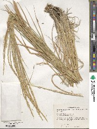 Elymus violaceus image