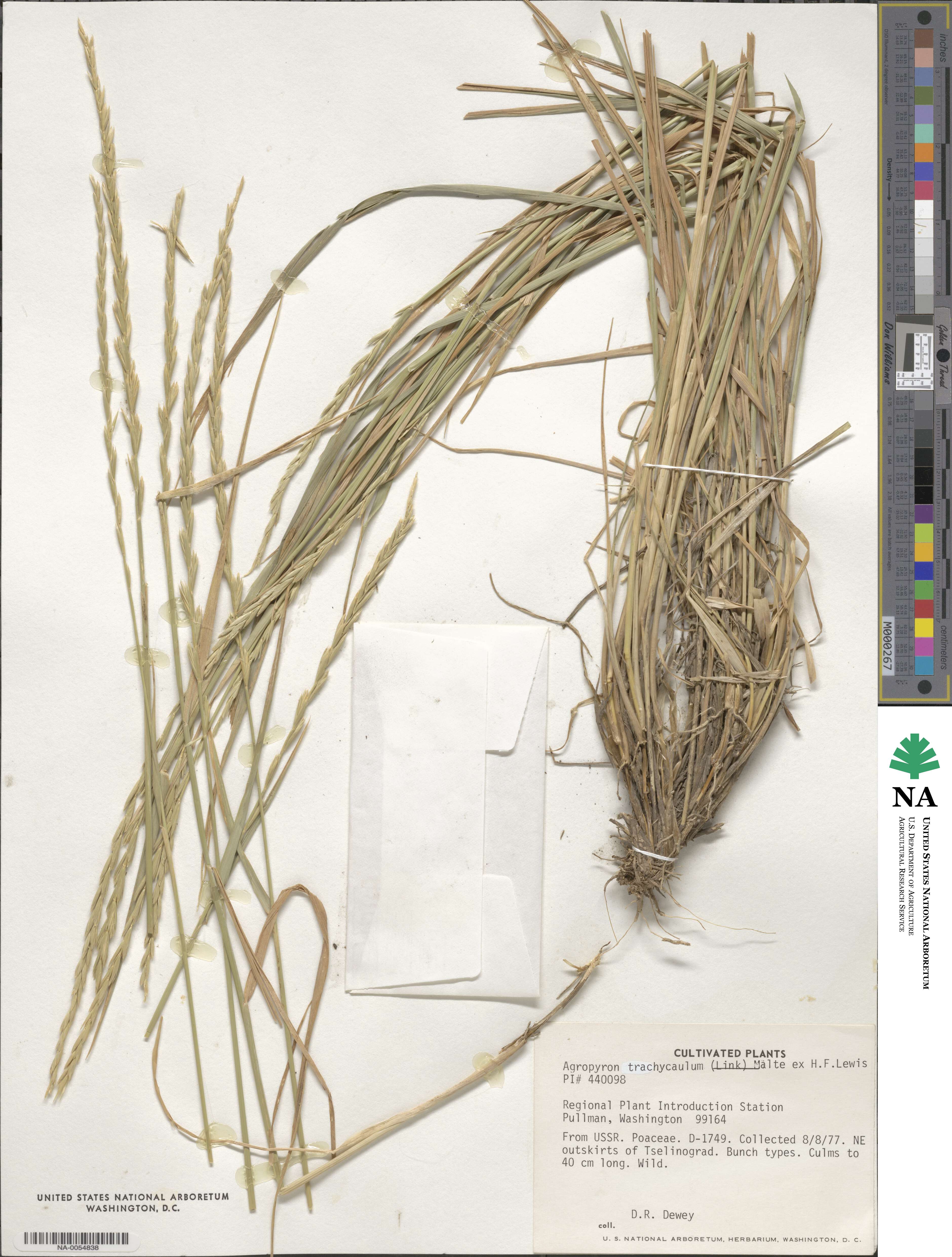 Elymus violaceus image