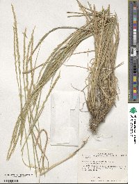 Elymus violaceus image