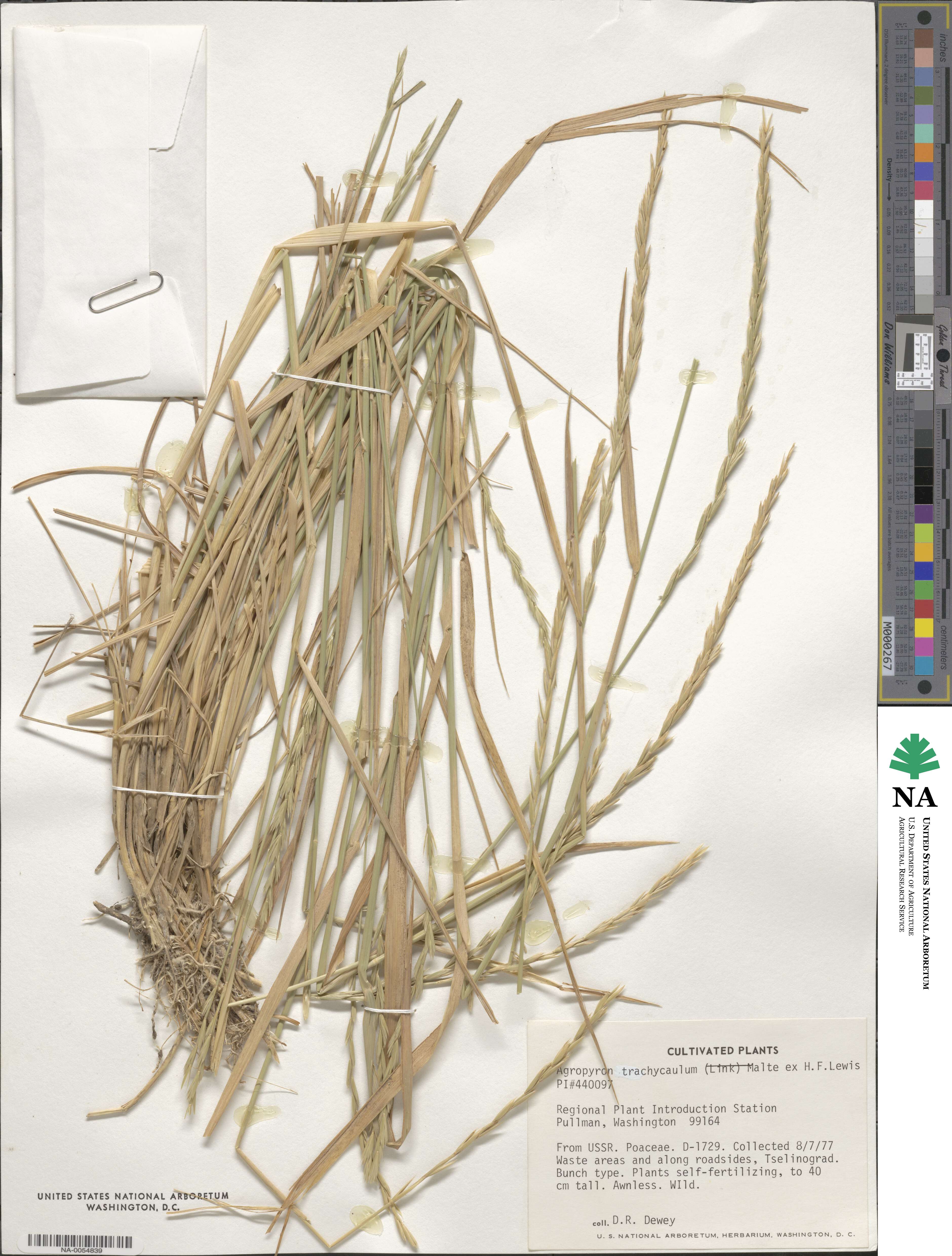 Elymus violaceus image