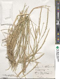 Elymus violaceus image