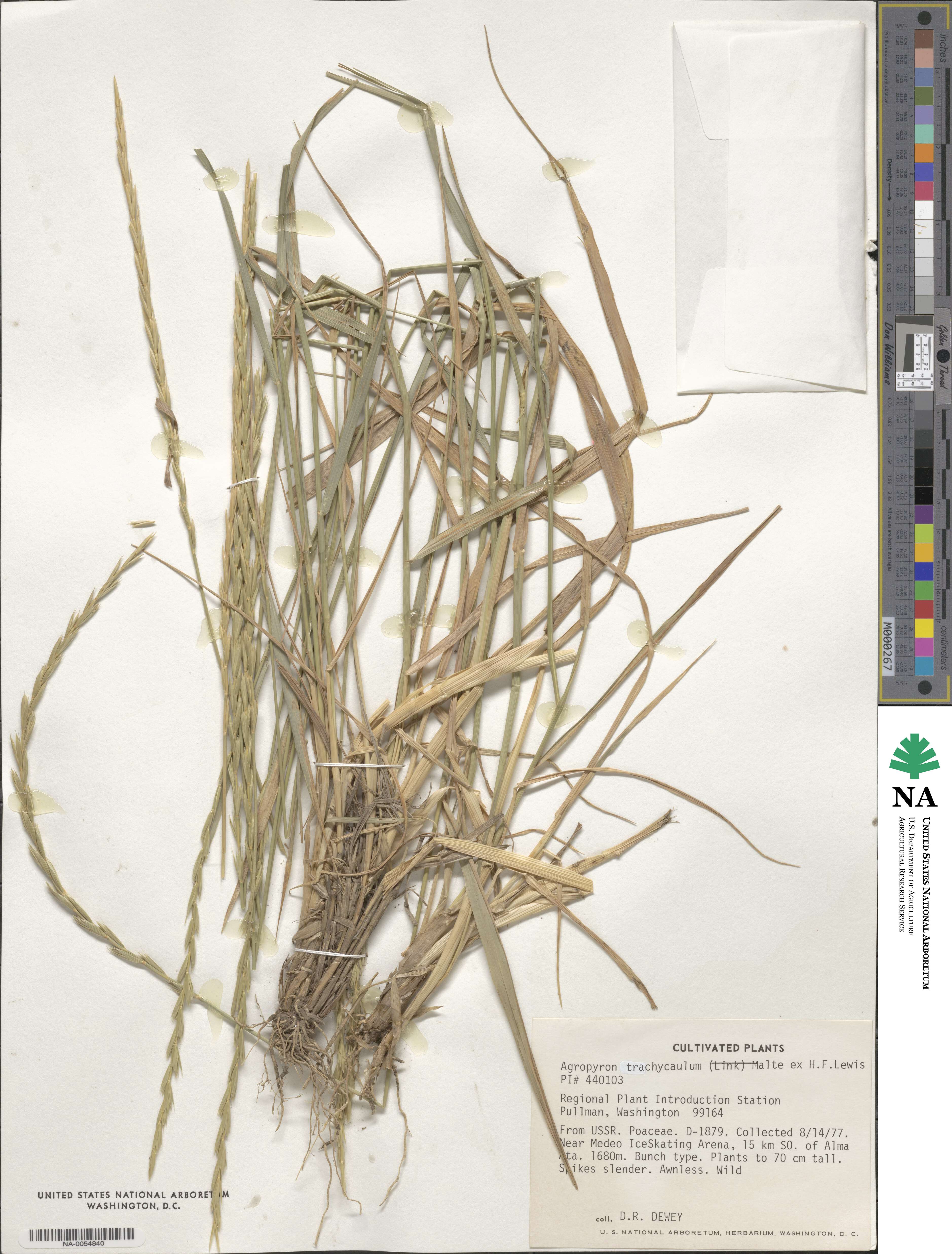 Elymus violaceus image