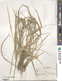 Elymus violaceus image