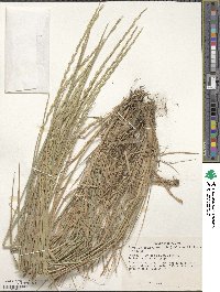 Elymus violaceus image