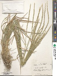 Elymus violaceus image