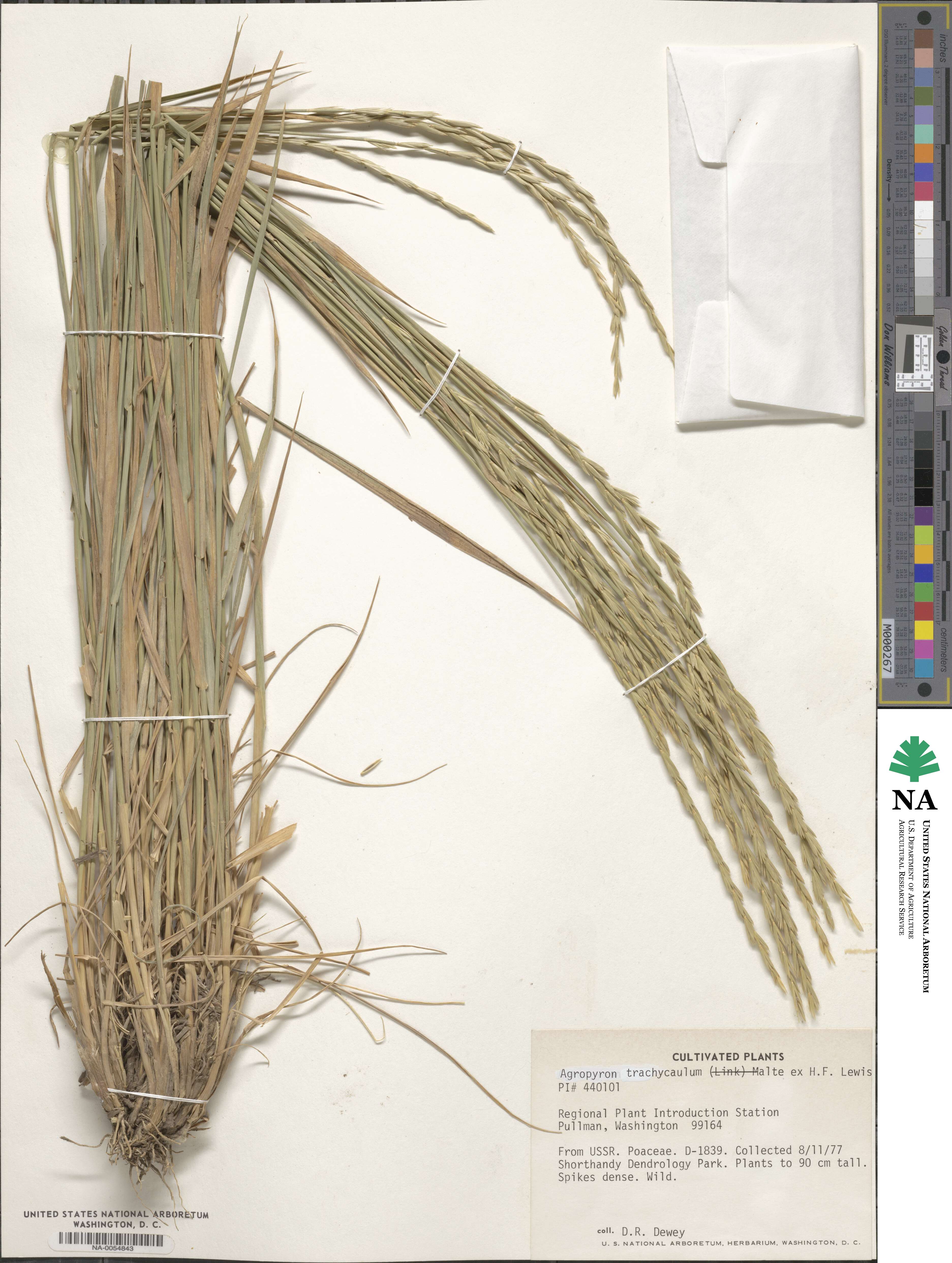 Elymus violaceus image