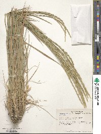 Elymus violaceus image