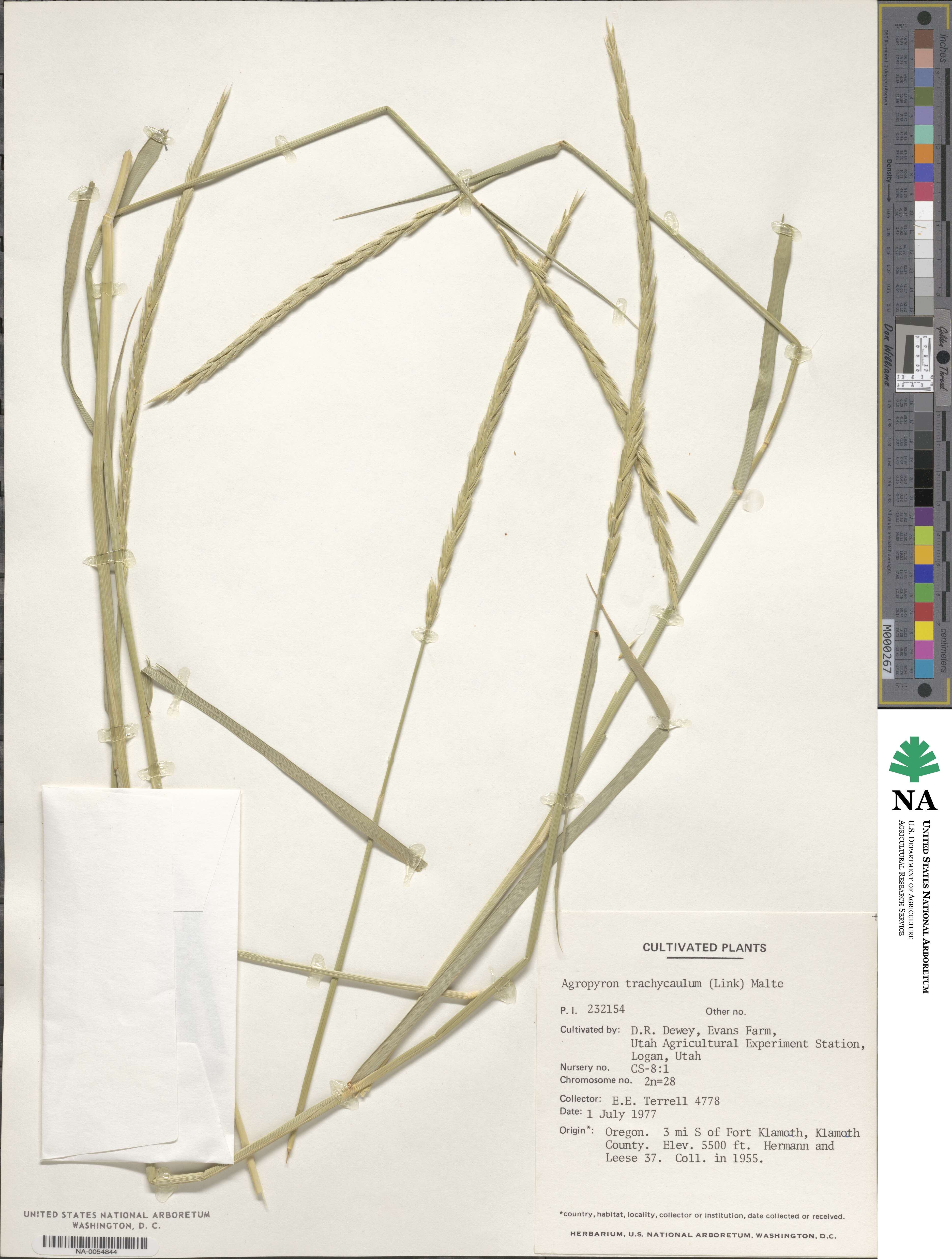 Elymus violaceus image