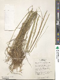 Elymus violaceus image