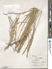 Thinopyrum intermedium subsp. barbulatum image