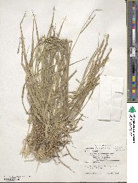 Thinopyrum intermedium subsp. barbulatum image