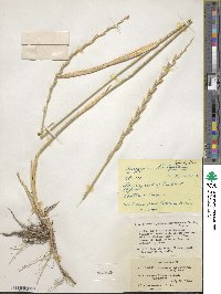 Thinopyrum intermedium subsp. barbulatum image