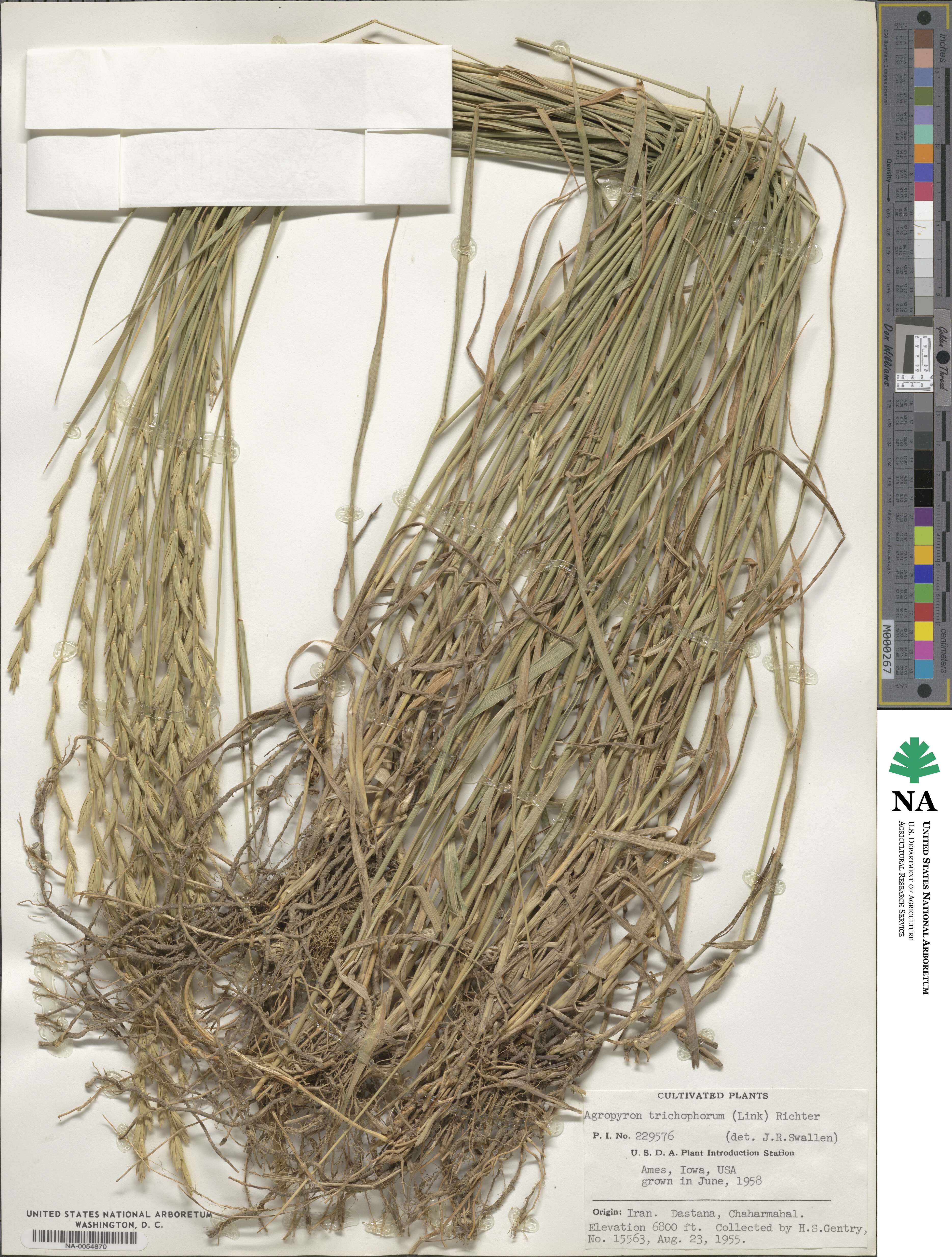 Thinopyrum intermedium subsp. barbulatum image