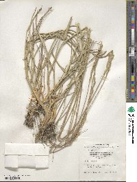 Thinopyrum intermedium subsp. barbulatum image