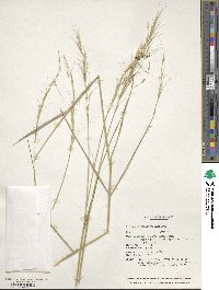 Image of Elymus czimganicus