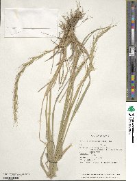 Elymus tsukushiensis image