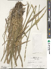 Elymus dentatus image