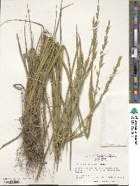 Elymus dentatus image