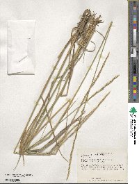 Elymus dentatus image