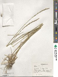 Elymus dentatus image