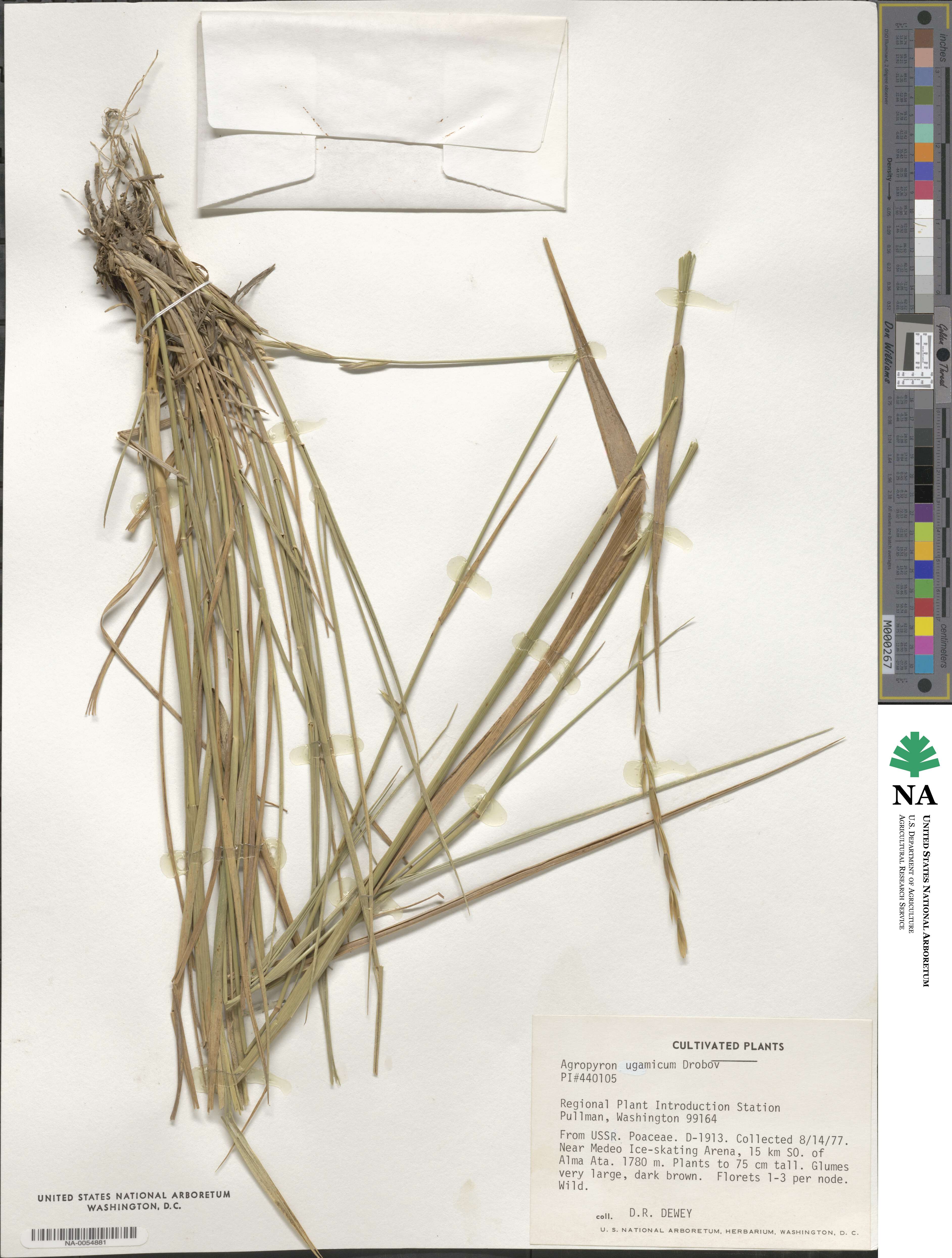 Elymus dentatus image