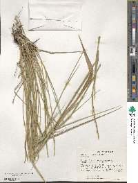 Elymus dentatus image