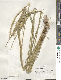 Elymus dentatus image