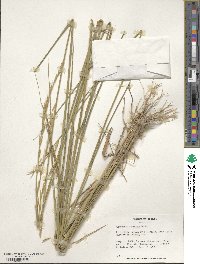 Elymus dentatus image