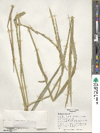 Elymus dentatus image