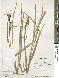 Elymus dentatus image