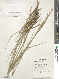 Elymus dentatus image