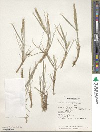 Elymus violaceus image