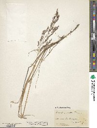 Agrostis perennans image