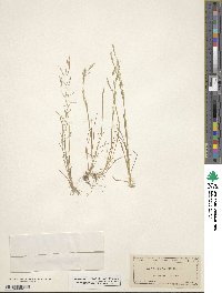 Image of Agrostis elliottiana